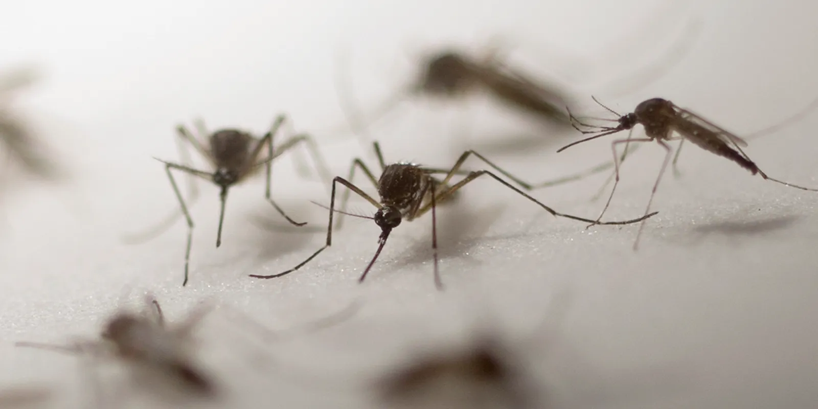 Sivrisinek istilasının sebebi belli oldu