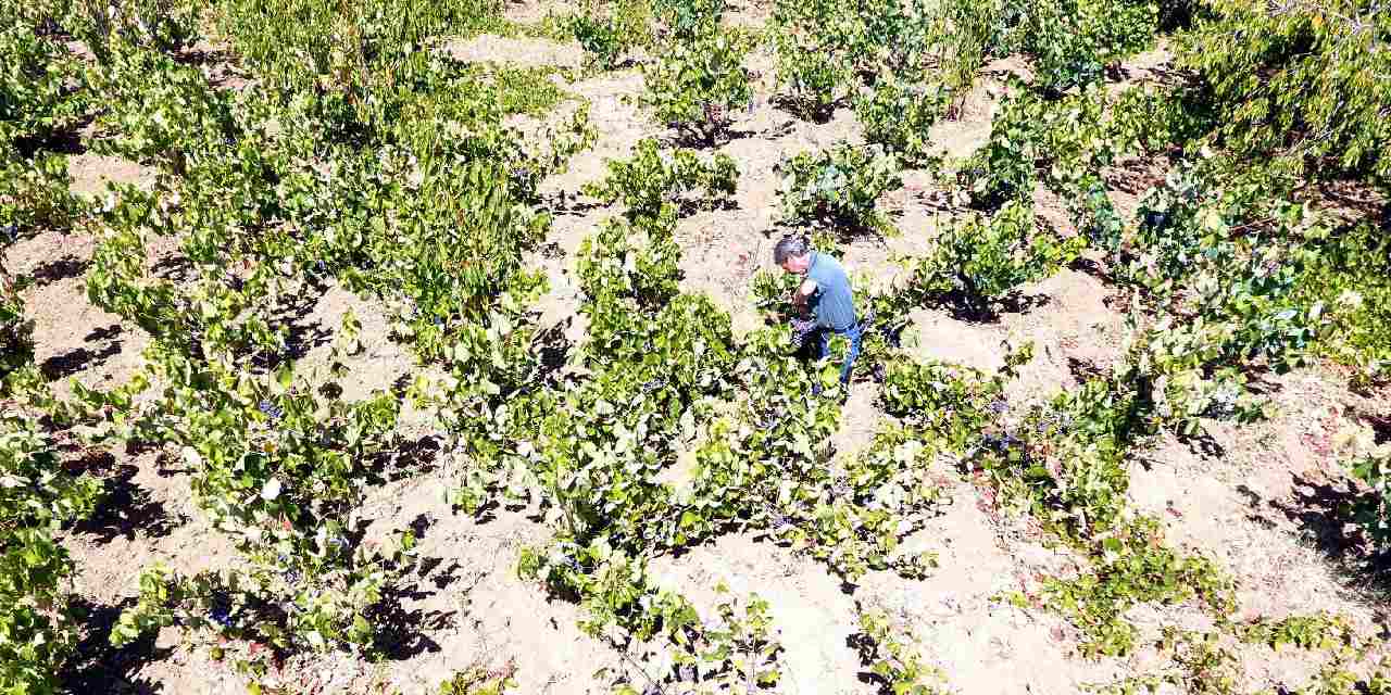 kuraklik uzumu vurdu gecti fRWTANQK