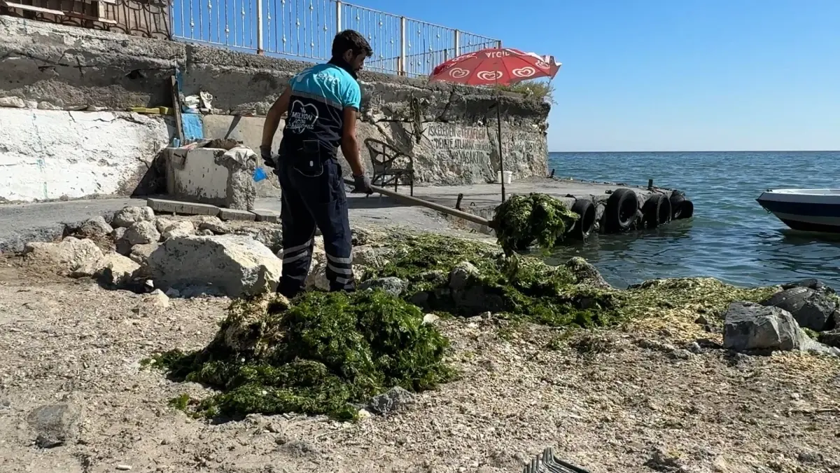 lodos yosunlari temizlendi Dp18JxO4