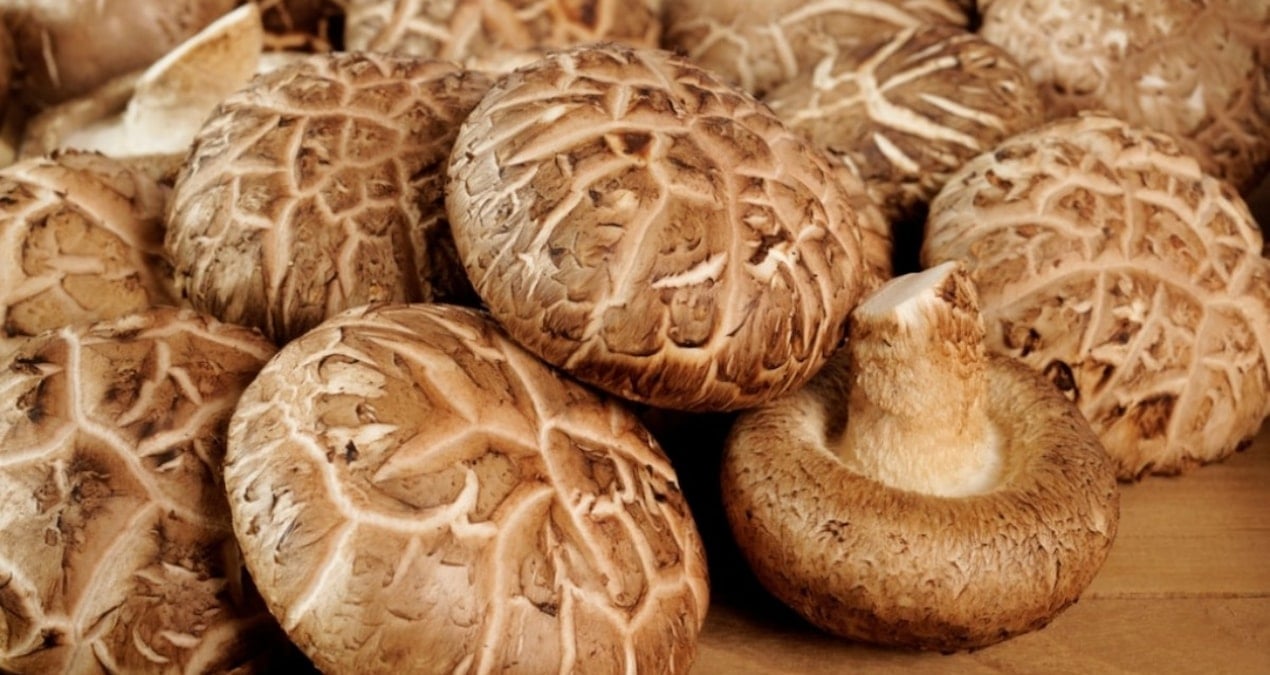 mantarla calisan bilgisayar bellegi uretildi pqy1PMx5.jpg