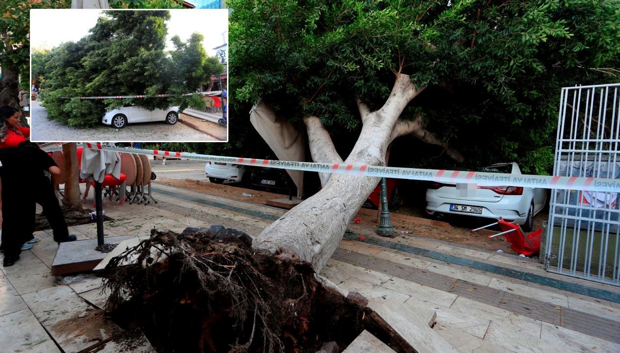 antalyada agac 5 otomobilin uzerine devrildi son anda kurtuldu Wm4gK1zI.jpg