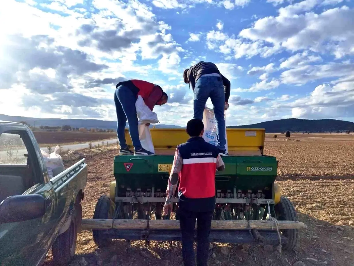 cavdarhisarda tohum dagitimi ve ekimi nq7SvUcW.jpg