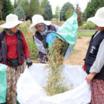 Kocaelide 41 cesit tibbi ve aromatik bitkinin hasadi yapildi x5bnv7Xj
